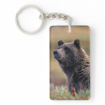 NA, VS, Alaska, Denali NP, Grizzlybeer