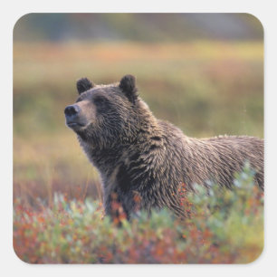 NA, VS, Alaska, Denali NP, Grizzlybeer Vierkante Sticker
