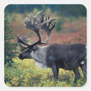 NA, VS, Alaska, Denali NP, mannetjes kariboe 3 Vierkante Sticker