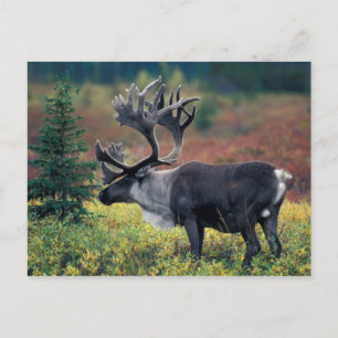 NA, VS, Alaska, Denali NP, Stier kariboe 3 Briefkaart