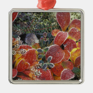 NA, VS, Alaska. Nationaal Park Denali. Bearberry 2 Metalen Ornament