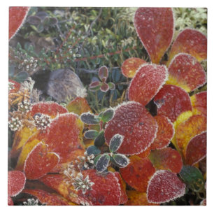 NA, VS, Alaska. Nationaal Park Denali. Bearberry 2 Tegeltje