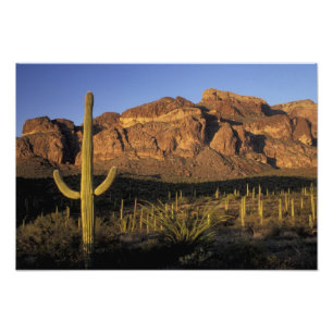 NA, VS, Arizona. Nationaal park Organ Pipe Cactus Foto Afdruk