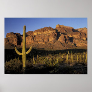 NA, VS, Arizona. Nationaal park Organ Pipe Cactus Poster