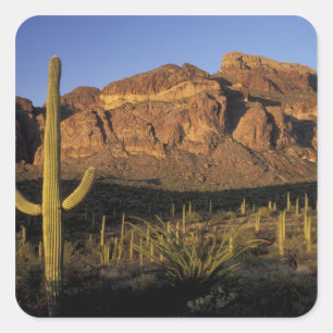 NA, VS, Arizona. Nationaal park Organ Pipe Cactus Vierkante Sticker