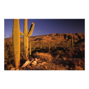 NA, VS, Arizona, Saguaro National Monument, Foto Afdruk