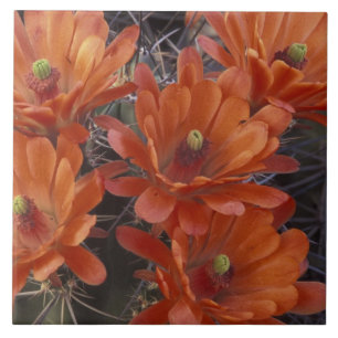 NA, VS, Arizona, San Xavier. Claret Cup cactus Tegeltje