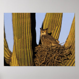 NA, VS, Arizona, Tucson. Grote uil Poster