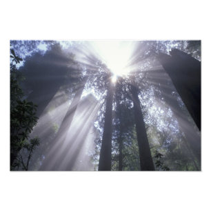 NA, VS, Californië. Del Norte Coast State Foto Afdruk