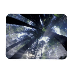 NA, VS, Californië, Del Norte Redwood Magneet
