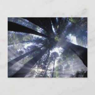 NA, VS, Californië, Del Norte Redwoods State Briefkaart