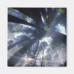 NA, VS, Californië, Del Norte Redwoods State Magneet