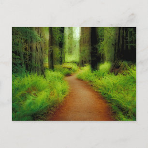 NA, VS, Californië, Jedediah Smith Redwood Briefkaart