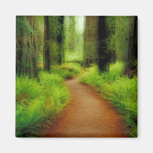 NA, VS, Californië, Jedediah Smith Redwood Magneet