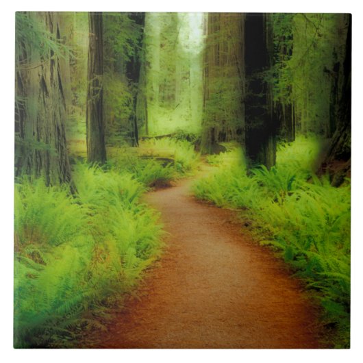 NA, VS, Californië, Jedediah Smith Redwood Tegeltje (Voorkant)