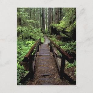 NA, VS, Californië, Jedidiah Smith Redwood Briefkaart