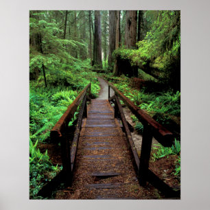NA, VS, Californië, Jedidiah Smith Redwood Poster