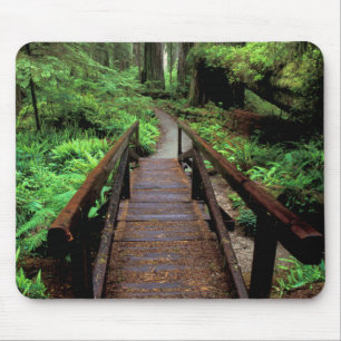 NA, VS, Californië, Jedidiah Smith Redwoods Muismat