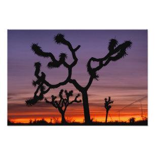 NA, VS, Californië. Joshua Tree National Foto Afdruk