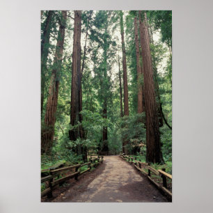 NA, VS, Californië, Marin County, Muir Woods Poster