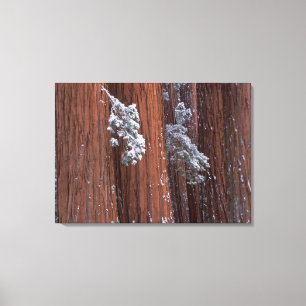 NA, VS, Californië. Nationaal park Sequoia. 2 Canvas Afdruk