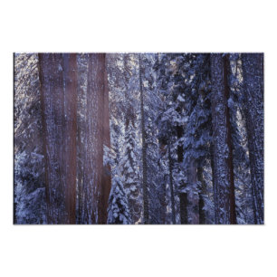 NA, VS, Californië. Nationaal park Sequoia. 2 Foto Afdruk