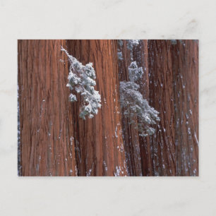 NA, VS, Californië. Nationaal Park Sequoia Briefkaart