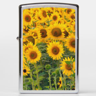 Na, VS, Colorado, zonnebloemen