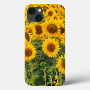 Na, VS, Colorado, zonnebloemen iPhone 13 Hoesje