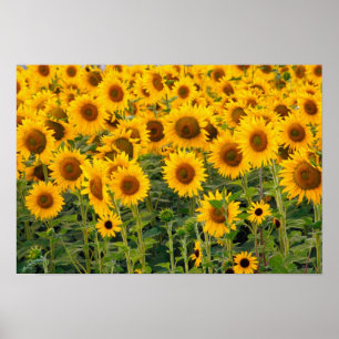 Na, VS, Colorado, zonnebloemen Poster