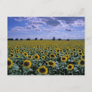 NA, VS, Kansas, Zonnebloem gewas Briefkaart