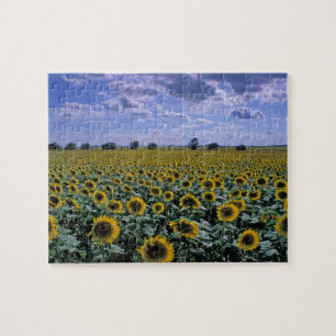 NA, VS, Kansas, Zonnebloem gewas Legpuzzel