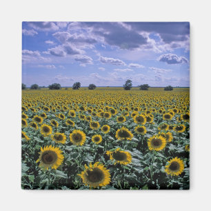 NA, VS, Kansas, Zonnebloem gewas Magneet