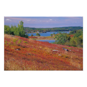 NA, VS, Maine. Blauwe bosbes heide. Foto Afdruk