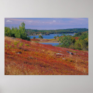 NA, VS, Maine. Blauwe bosbes heide. Poster