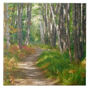 NA, VS, Maine. Jessup trail in Acadia National Tegeltje