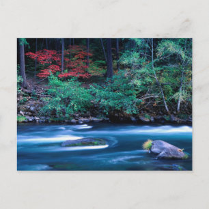 NA, VS, Oregon, herfstloof op North Umpquah Briefkaart