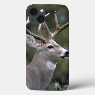 NA, VS, Staat Washington, Witstaarthert, iPhone 13 Hoesje