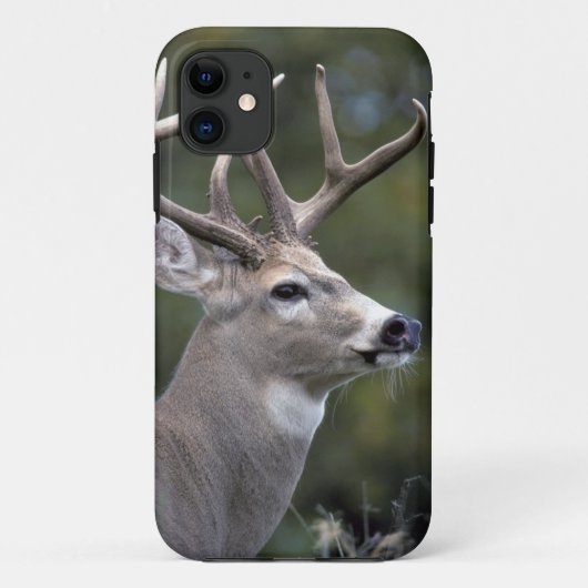 NA, VS, Staat Washington, Witstaarthert, Case-Mate iPhone Case (Achterkant)