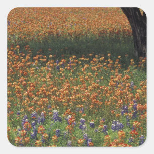 NA, VS, Texas, Hill Country, Schilderskwast en Vierkante Sticker
