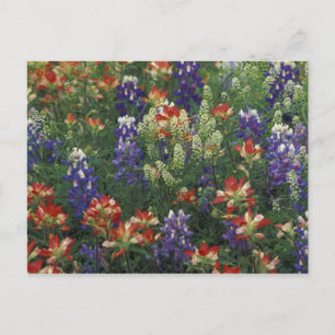 NA, VS, Texas, nabij Marble Falls, Paint brush Briefkaart