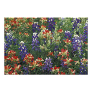 NA, VS, Texas, nabij Marble Falls, Paint brush Foto Afdruk