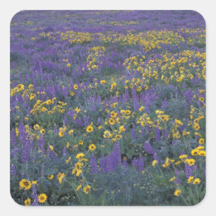 NA, VS, Washington Dalles, Lupine en Vierkante Sticker
