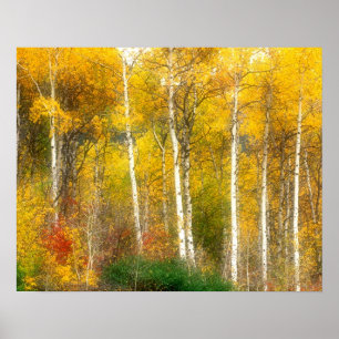 NA, VS, Washington, Herfst Esdoorns langs Poster
