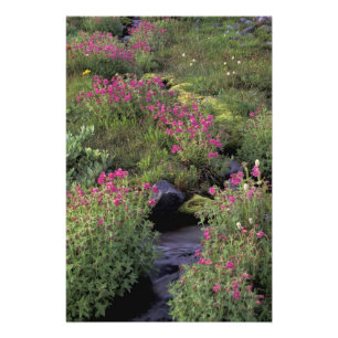 NA, VS, Washington, Mt. Rainier NP, Roze Foto Afdruk