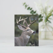 NA, VS, Washington State, Witstaartherten, Briefkaart (Staand voorkant)