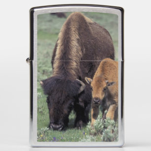 NA, VS, Wyoming, Yellowstone National Park.
