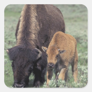 NA, VS, Wyoming, Yellowstone National Park. Vierkante Sticker