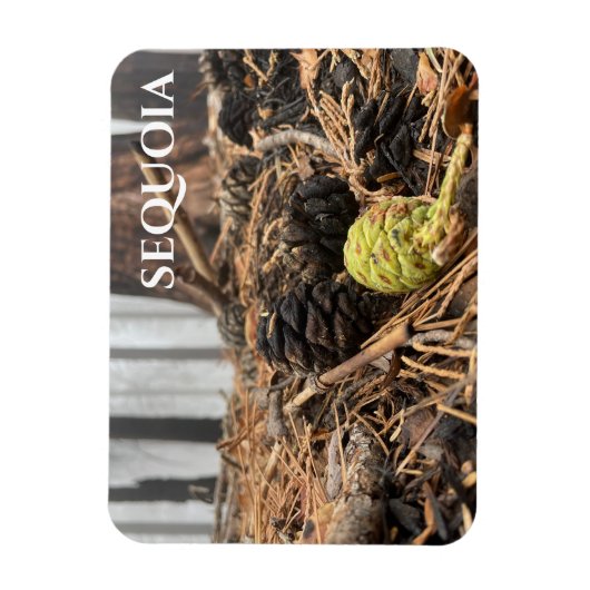 Naalden en kevers, bosgrond, Sequoia NP Magneet (Verticaal)