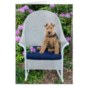 Naam Day-Welsh Terrier op de wickerstoel